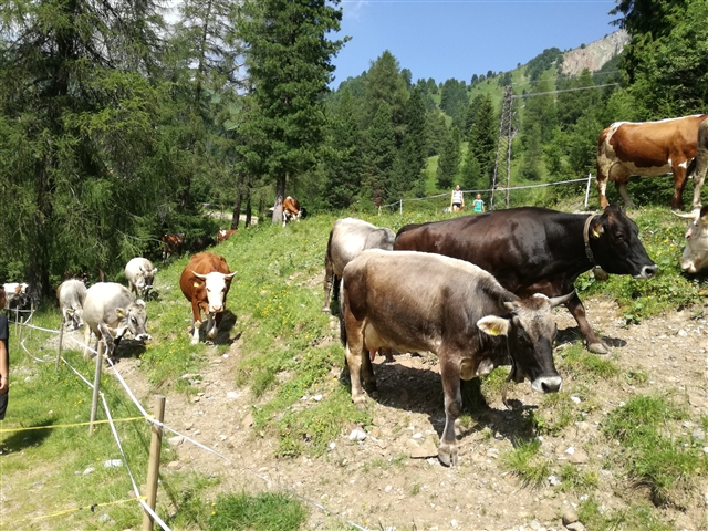 Mucche in fila per la mungitura